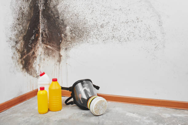 Home Mold Removal in Lockwood, MO