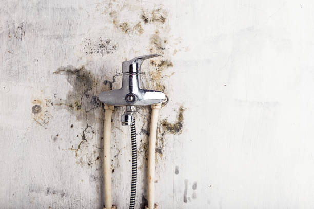 Best Professional Mold Removal  in Lockwood, MO