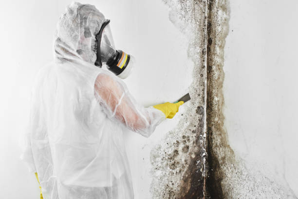 Best Local Mold Removal Service  in Lockwood, MO