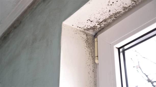 Best Mold Damage Repair  in Lockwood, MO