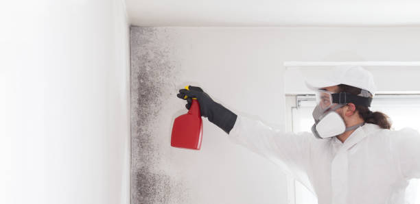 Best Black Mold Removal  in Lockwood, MO
