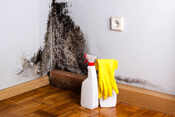 Best Fast Mold Removal  in Lockwood, MO