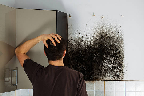 Best Attic Mold Removal  in Lockwood, MO