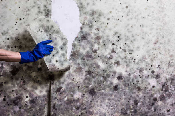 Best Crawl Space Mold Removal  in Lockwood, MO