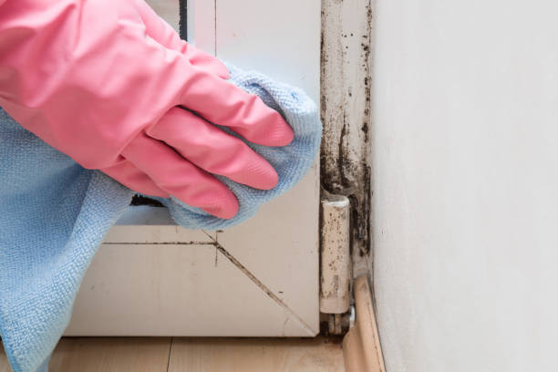 Best Mold Remediation  in Lockwood, MO
