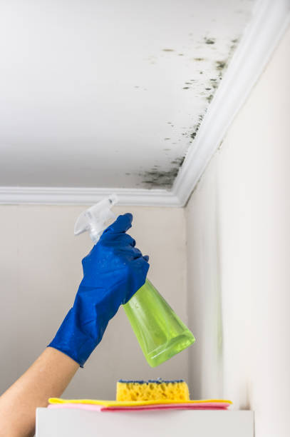 Mold Removal Process in Lockwood, MO